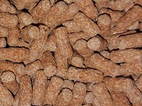 Turtle sticks red
